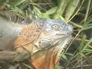 Iguana_3.jpg