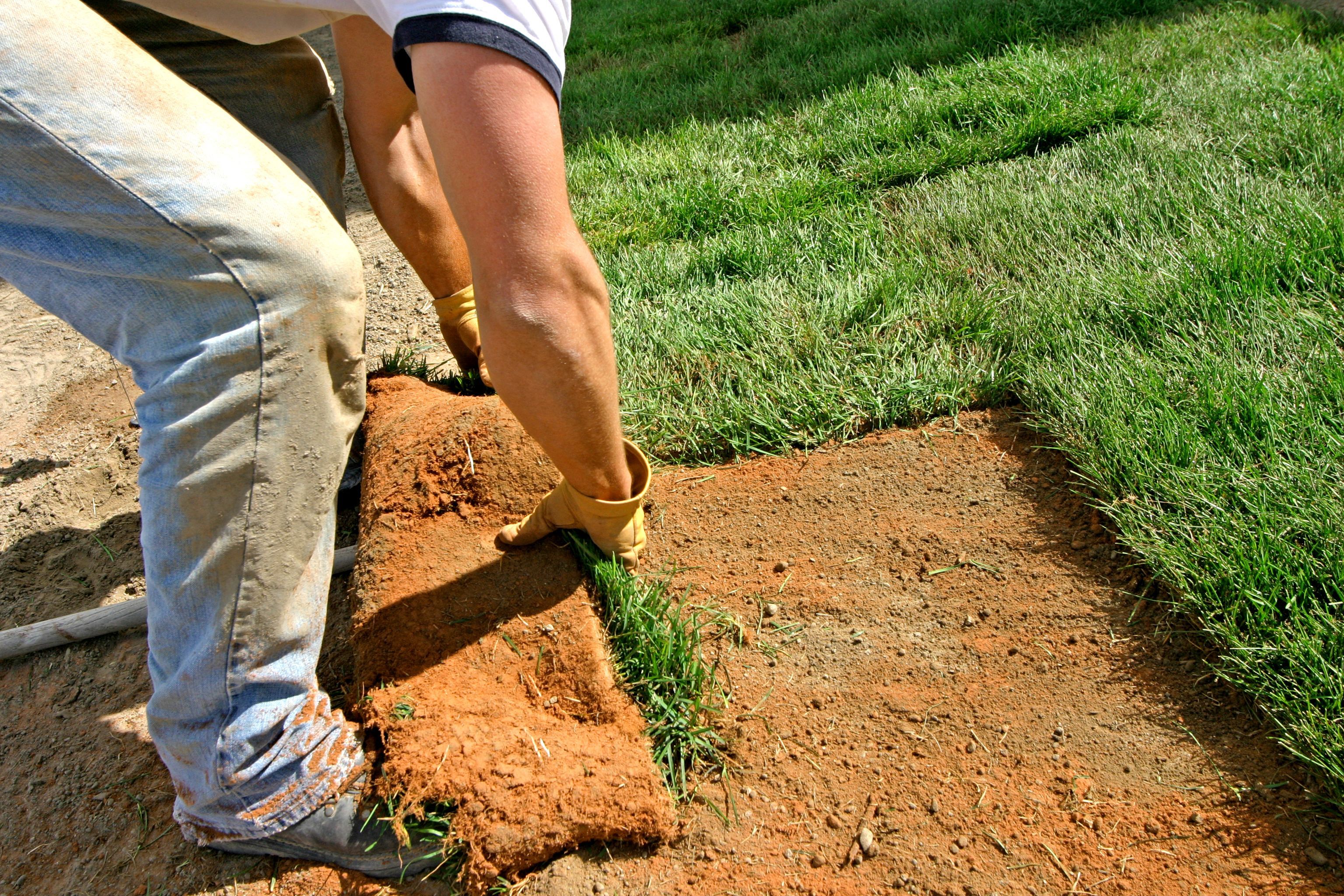 sod-laying-big-579f85403df78c32769e7626.jpg