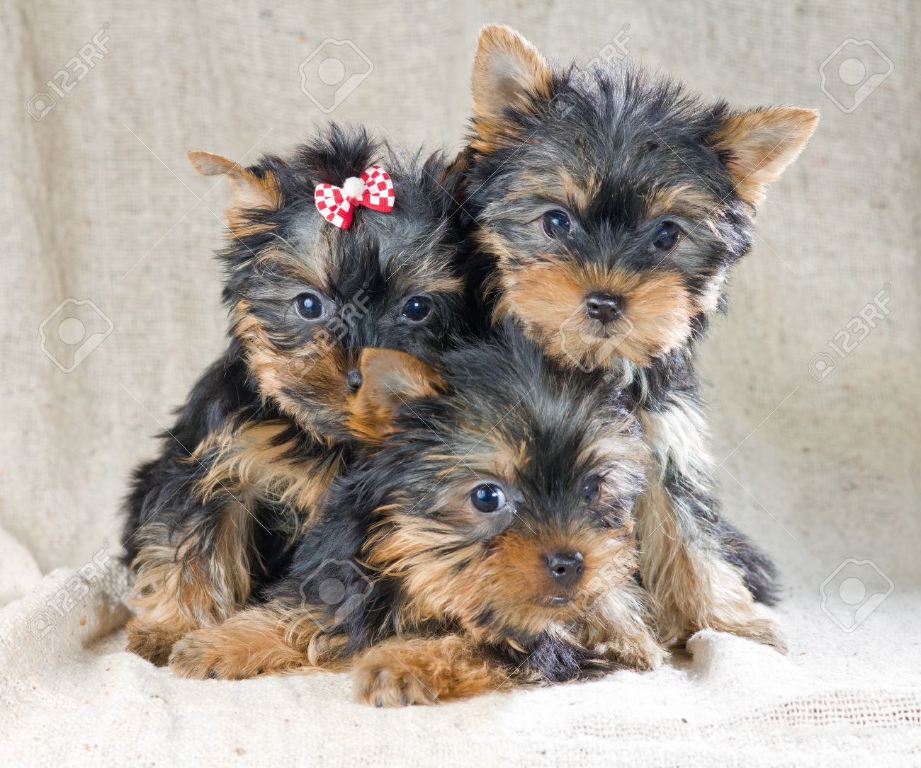 9342824-tres-cachorros-de-yorkshire-terrier-pequeos.jpg