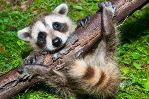 wildlie-removal-markham-raccoon-removal-300x200.jpg