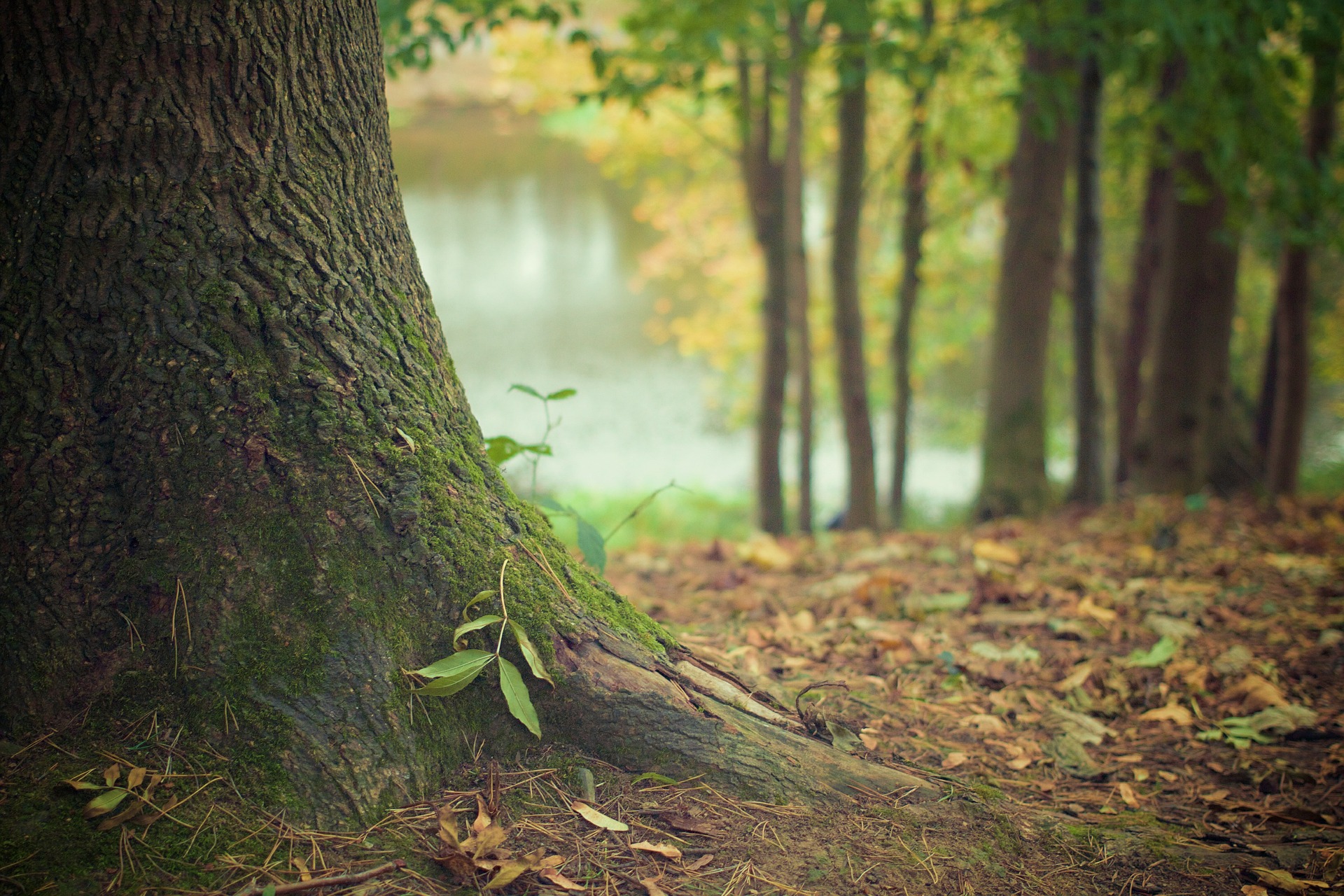 Tree-Trunk.jpg