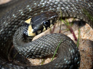 Common-grass-snake-Natrix-nat-119205284.jpg