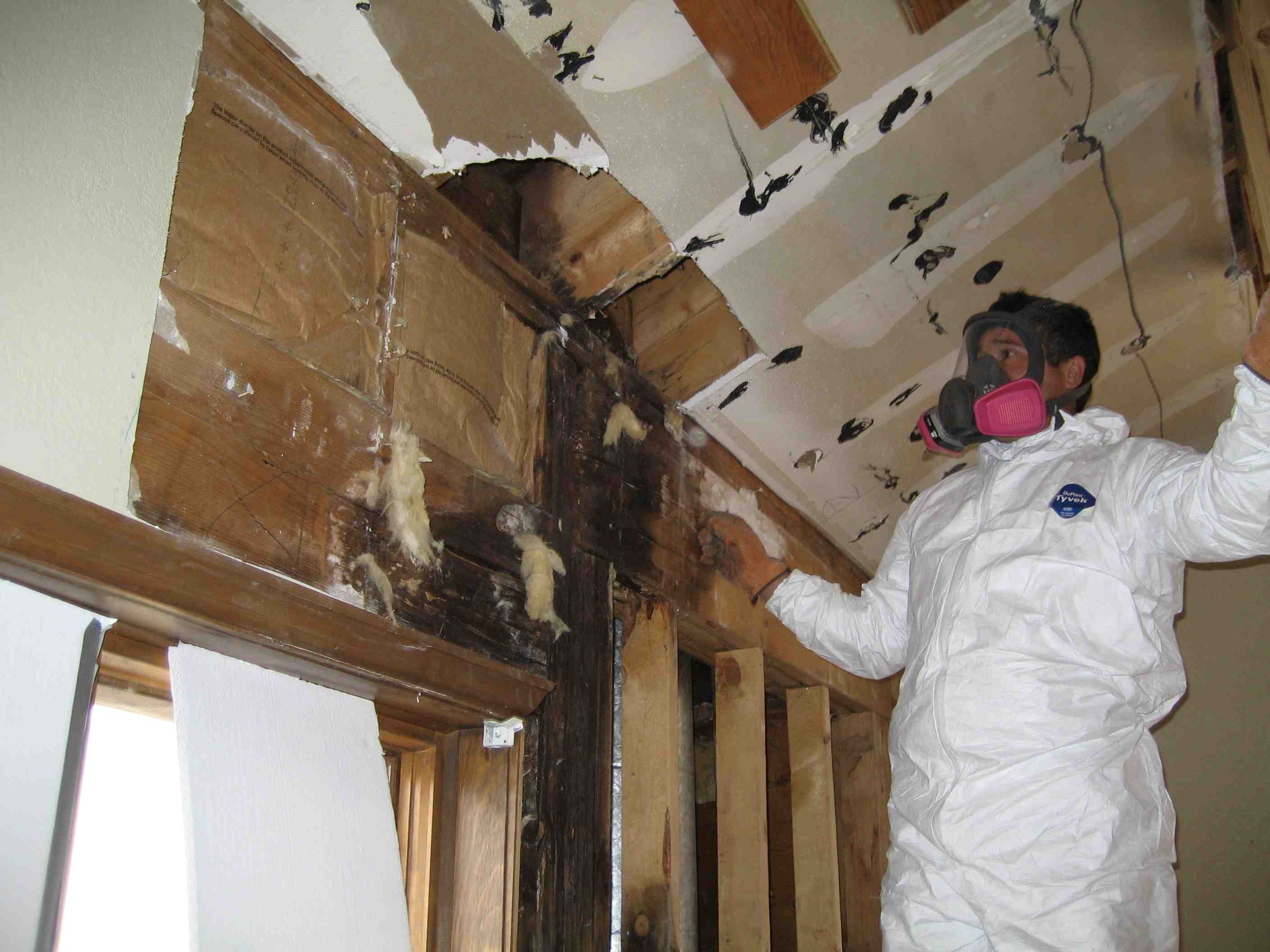 mississauga-mold-removal.jpg