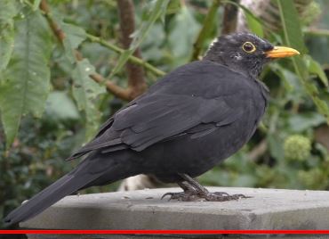 Garden_Birds_-_Relaxing_Nature.JPG