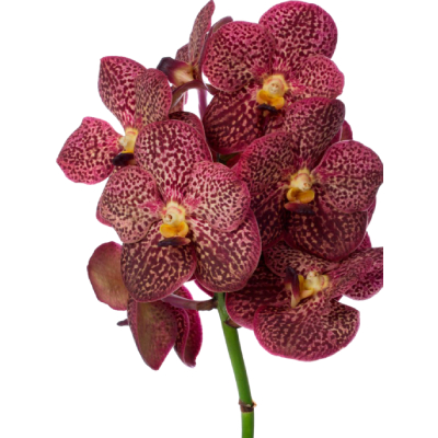 ORCHIDS.jpg