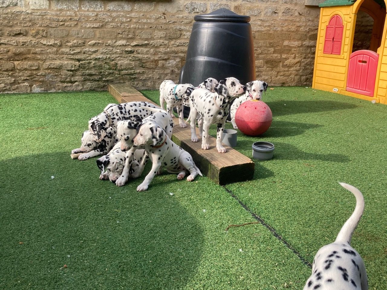 dalmatian.22.jpg