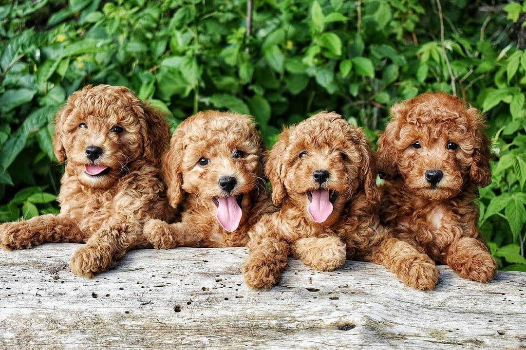 toy_poodle.39.jpg