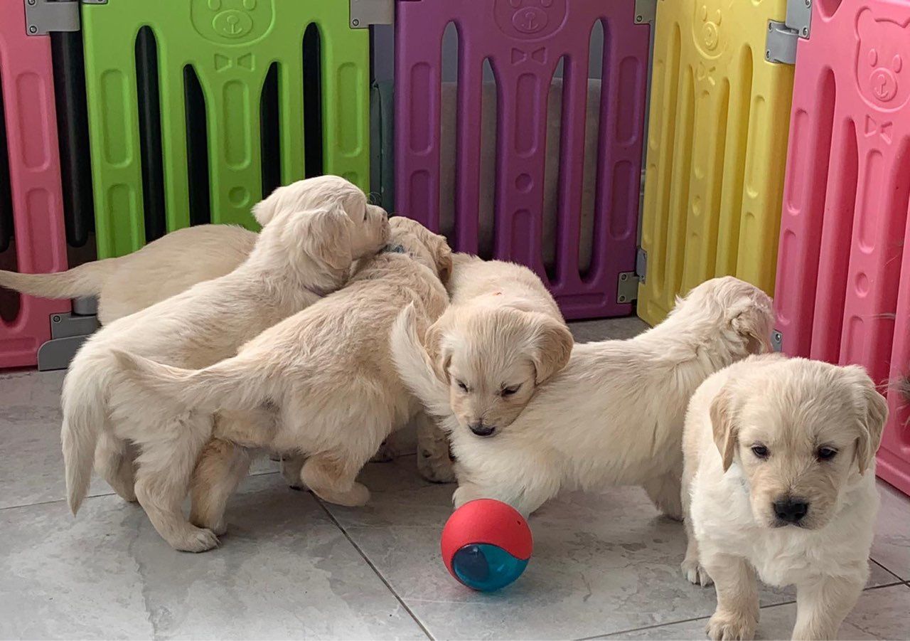 golden_retriver.22.jpg