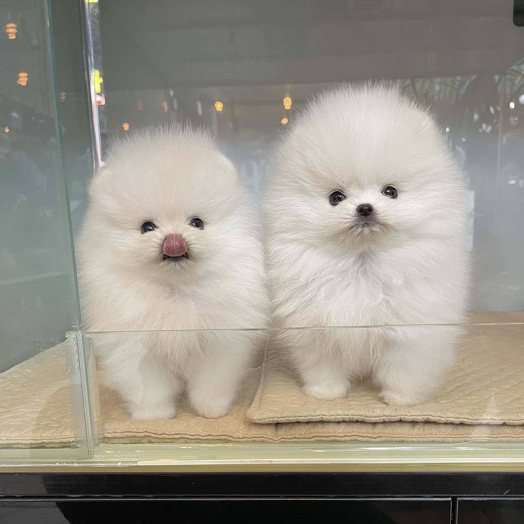 pomeranian.30.jpg
