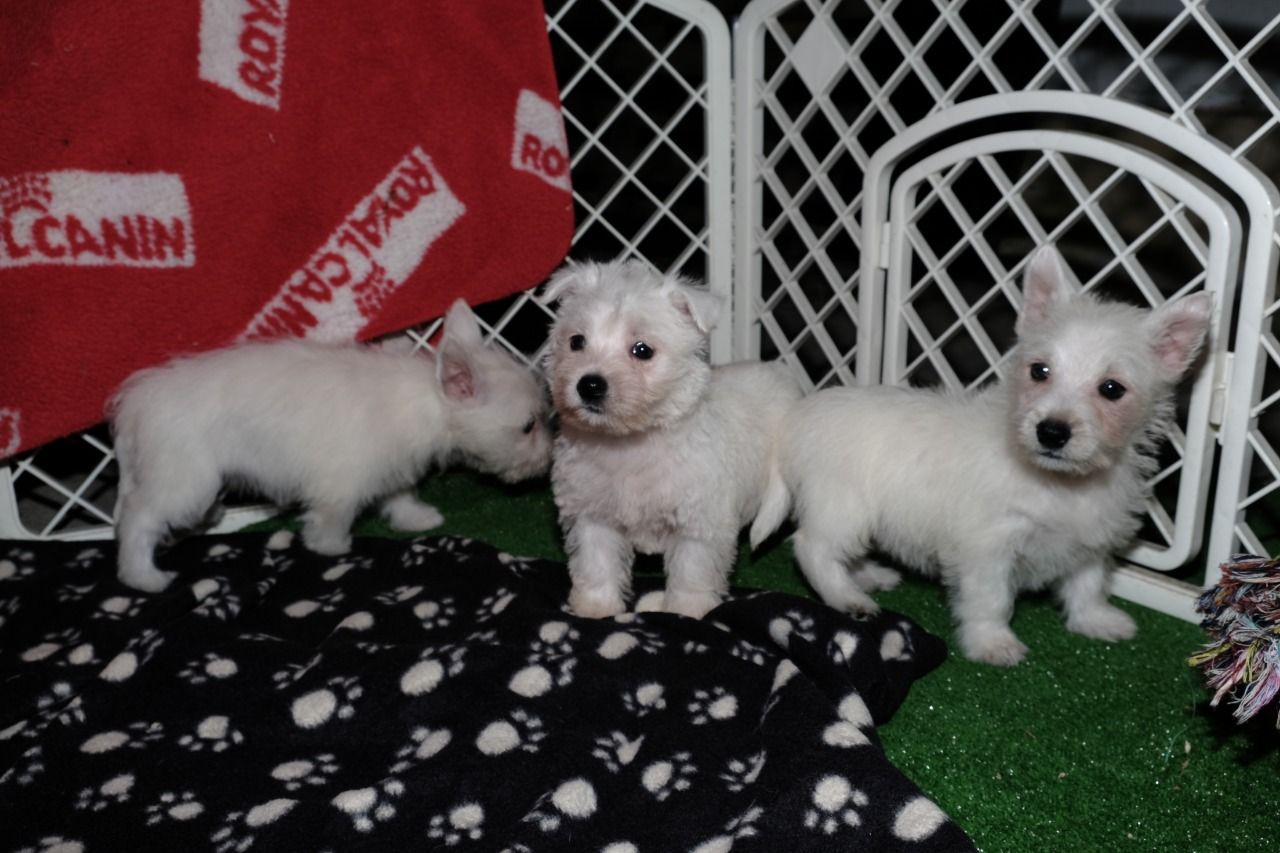 west_highland_terrier.4.jpg