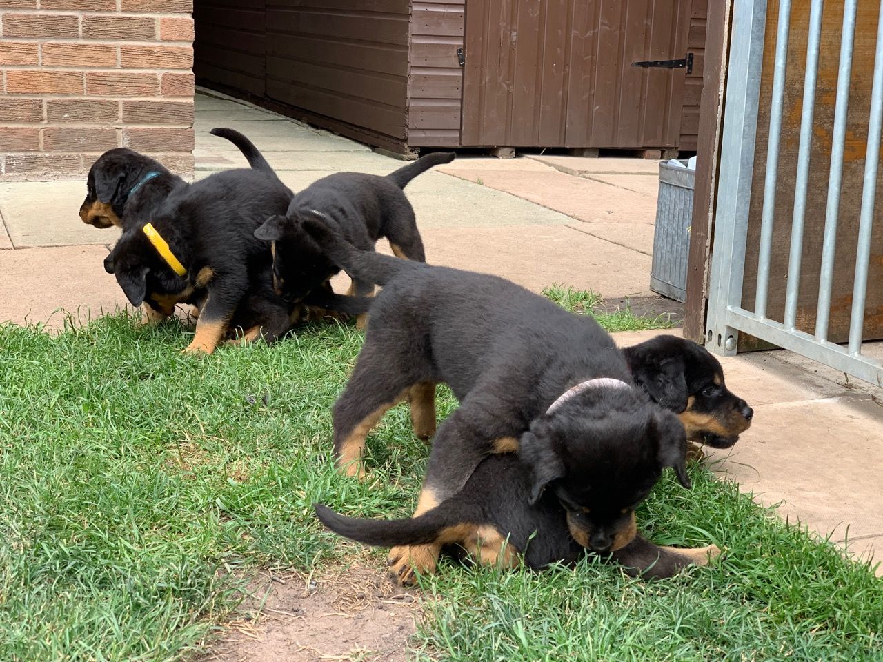 rottweiler-11.jpg