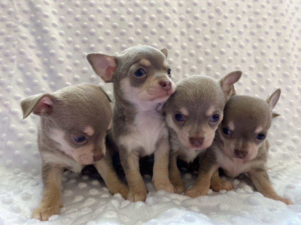 chihuahua.6.jpg