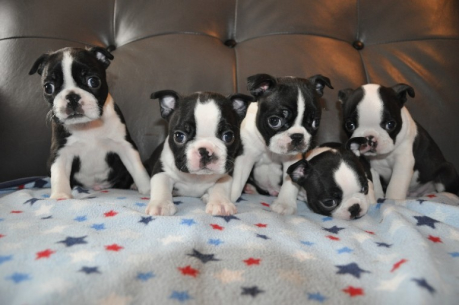 Boston_terrier.4.jpg