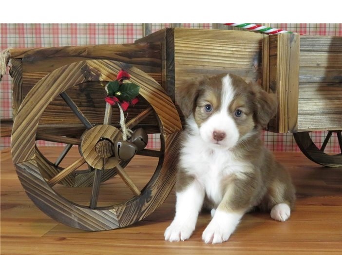 australian-shepherd-puppy-picture-5d7e492d-2748-48e8-bcbd-8b8c527995ea.jpg
