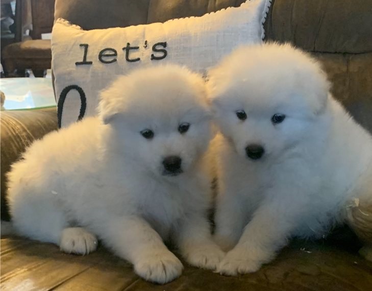 samoyed-puppy-picture-b22cfb4d-0d38-44ce-b6f4-849db539fbd7.jpg