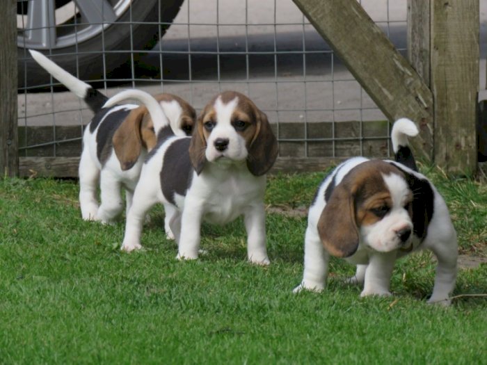 Beagle.jpeg